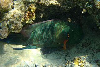 Cheilinus lunulatus - Besenschwanz-Prachtlippfisch (Besenschwanz)